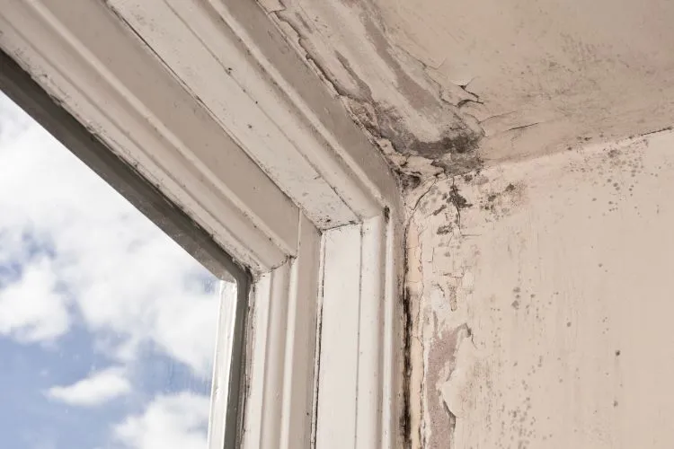 window rot and mold